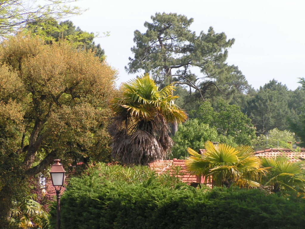 ARCACHON MAI08 043