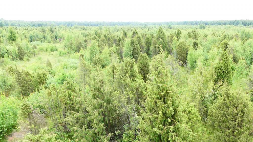 LITUANIE 40