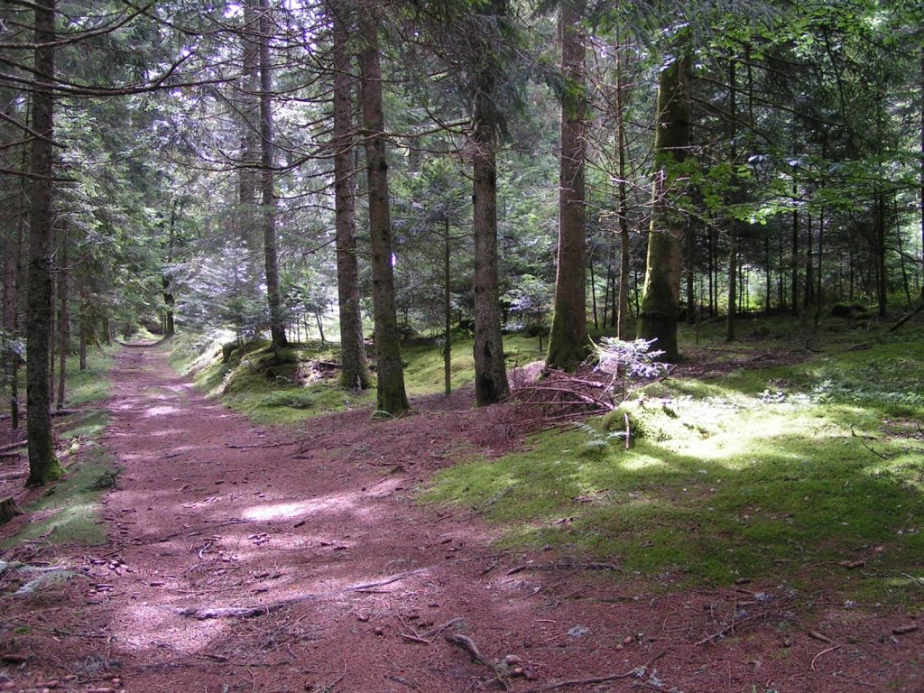 LIVRADOIS BOIS