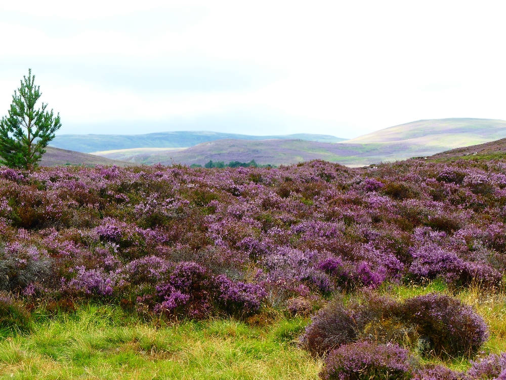ecosse
