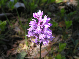 MILLAUETE06 13