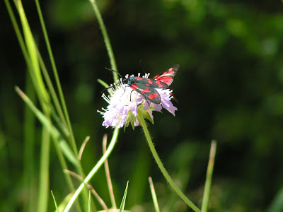 MILLAUETE07 29
