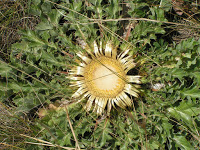 MILLAUETE07 99