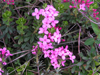 MILLAUMAI06 4