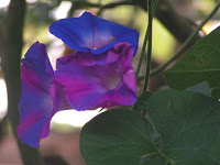 PICT0006