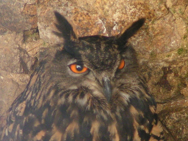 REYNOUAVRIL07 003