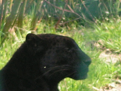REYNOUAVRIL07 012
