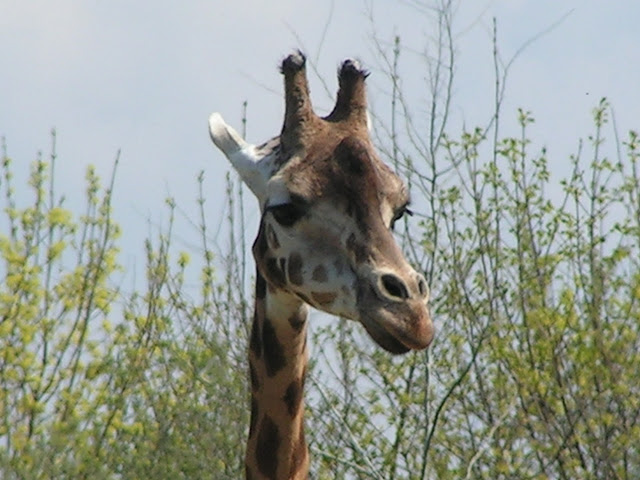 REYNOUAVRIL07 032