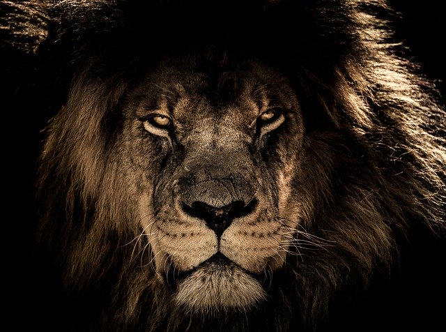 african lion 2888519 640
