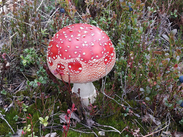 lesvoyagesdelauretludo laponie 2018 15