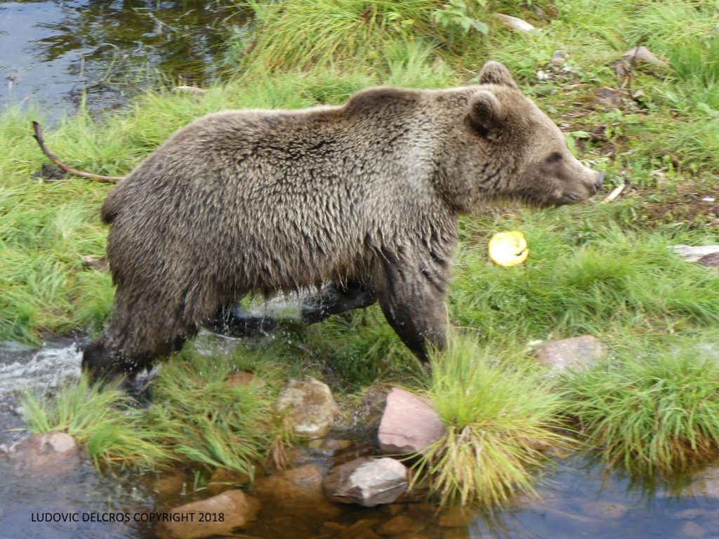 lesvoyagesdelauretludo laponie 2018 228