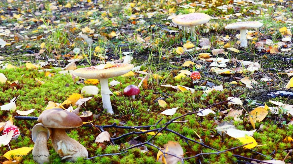 lesvoyagesdelauretludo laponie 2018 57