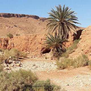 maroc 355