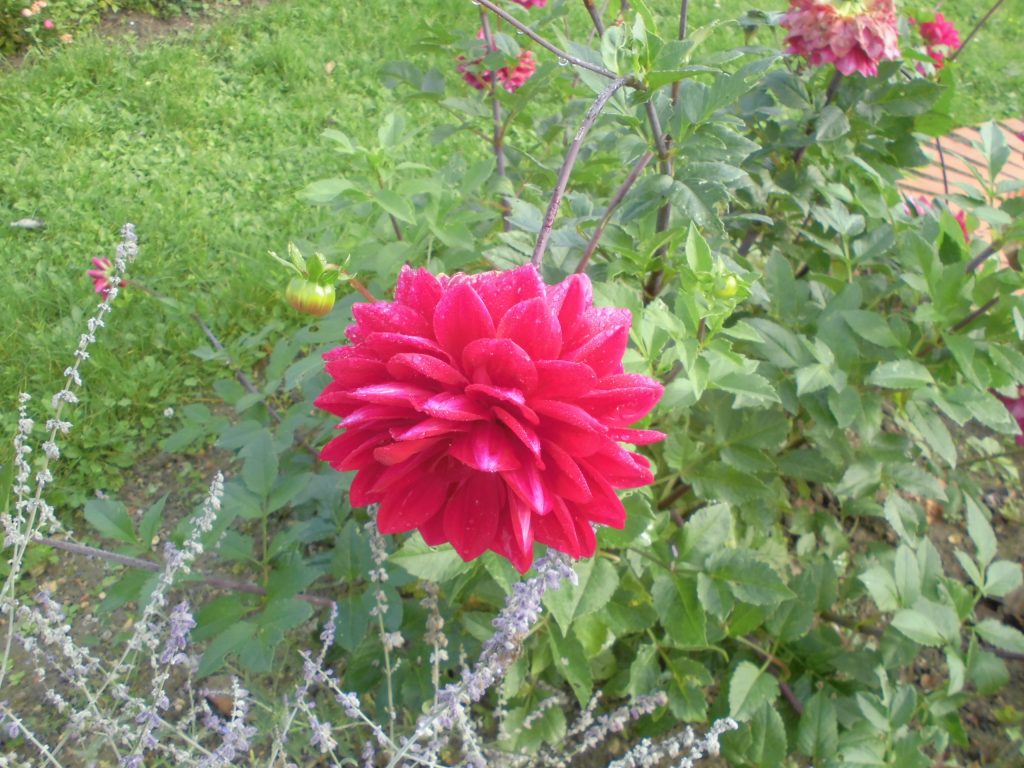 CIMG1464