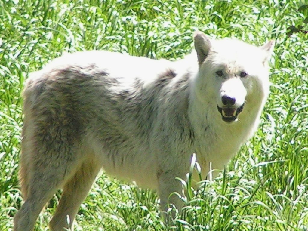 HT 36