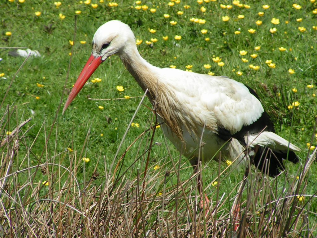 HT 52