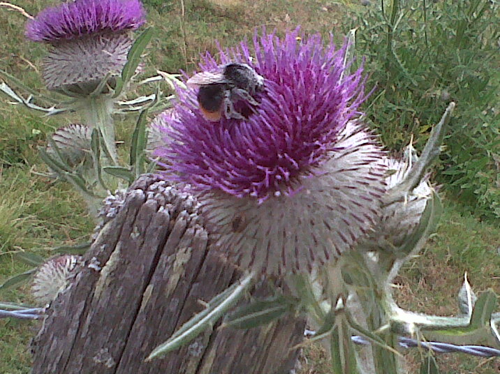 IMG00655 20130804 1105