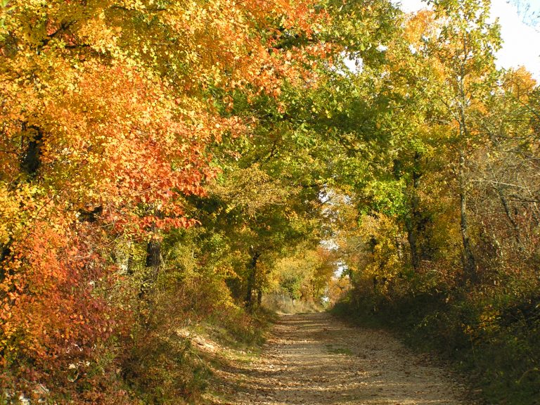 LOT AUTOMNE