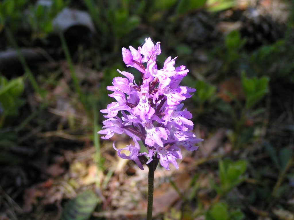 MILLAUETE06 13