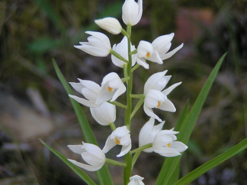 MILLAUETE06 7