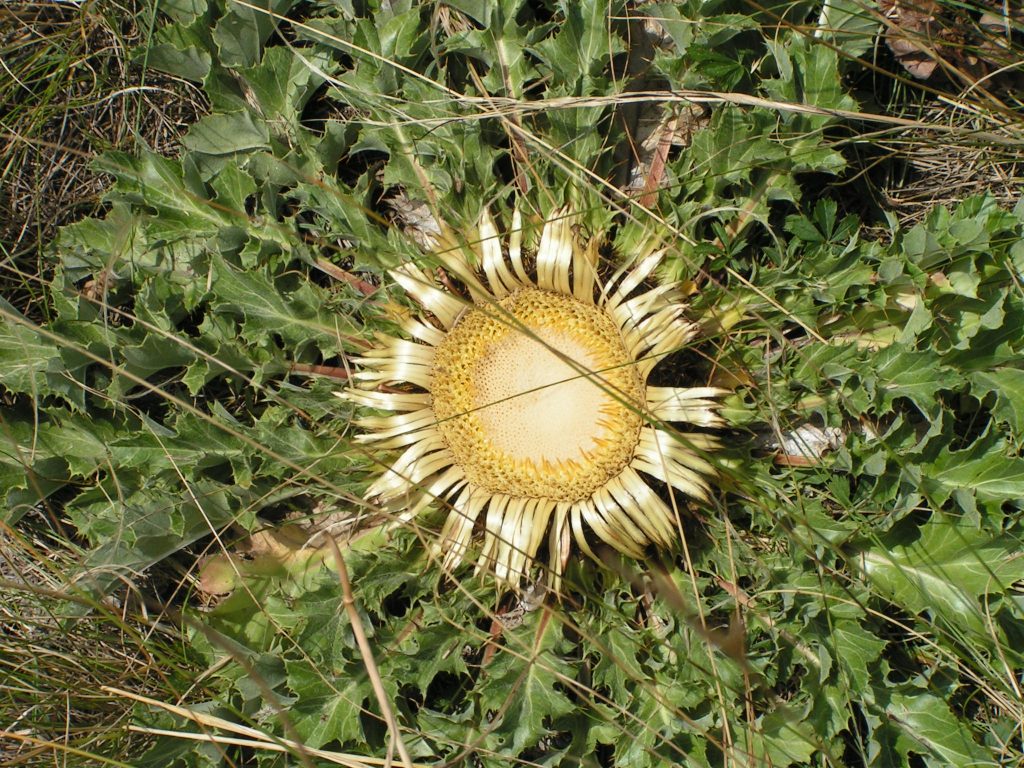 MILLAUETE07 99