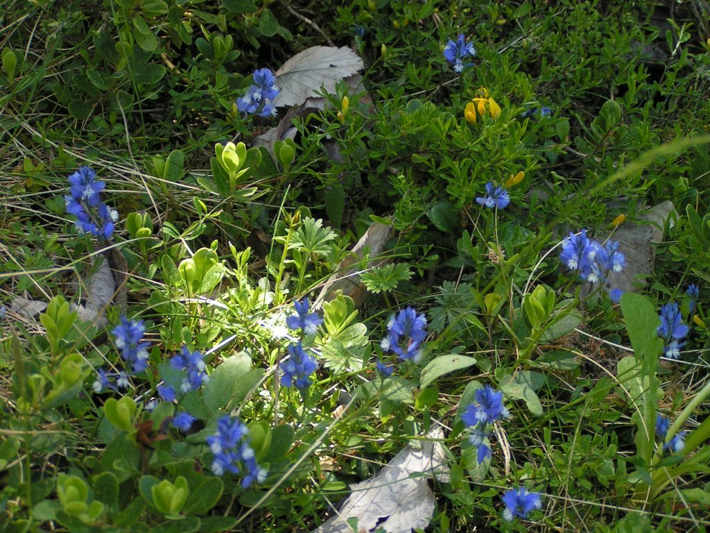 MILLAUMAI06
