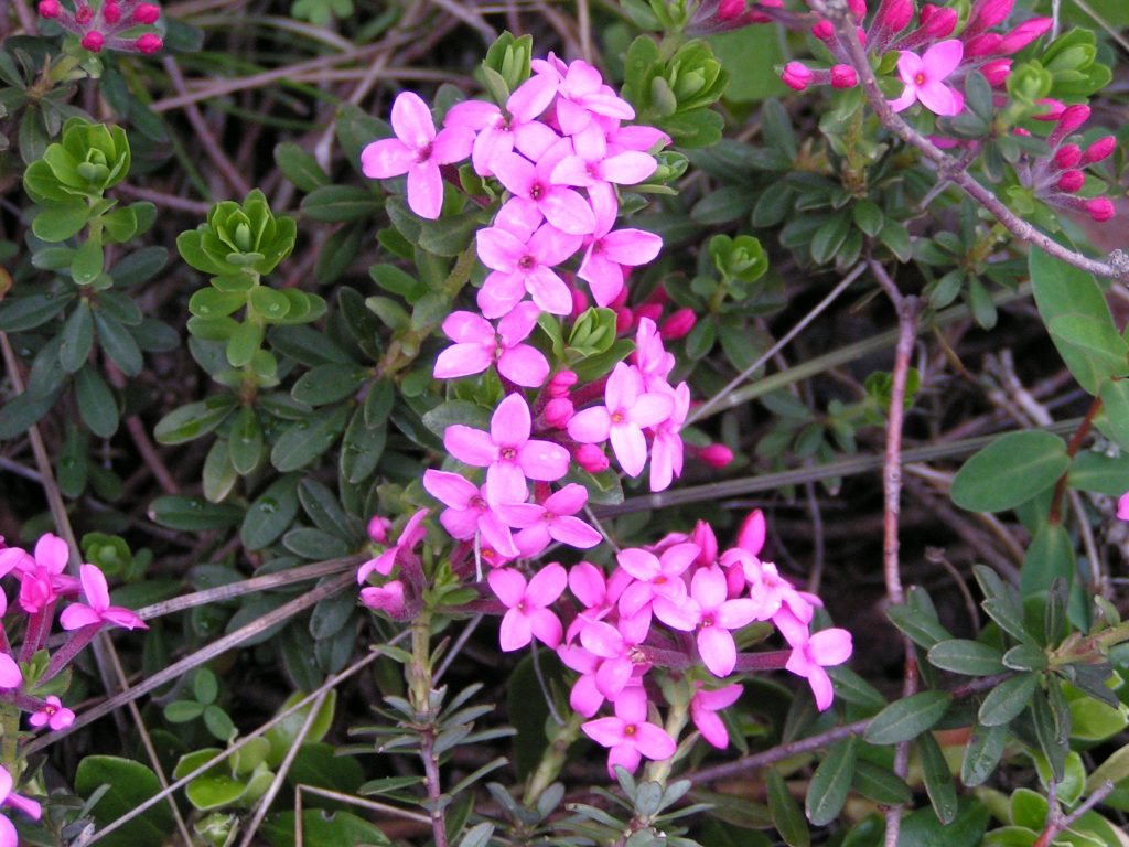 MILLAUMAI06 4