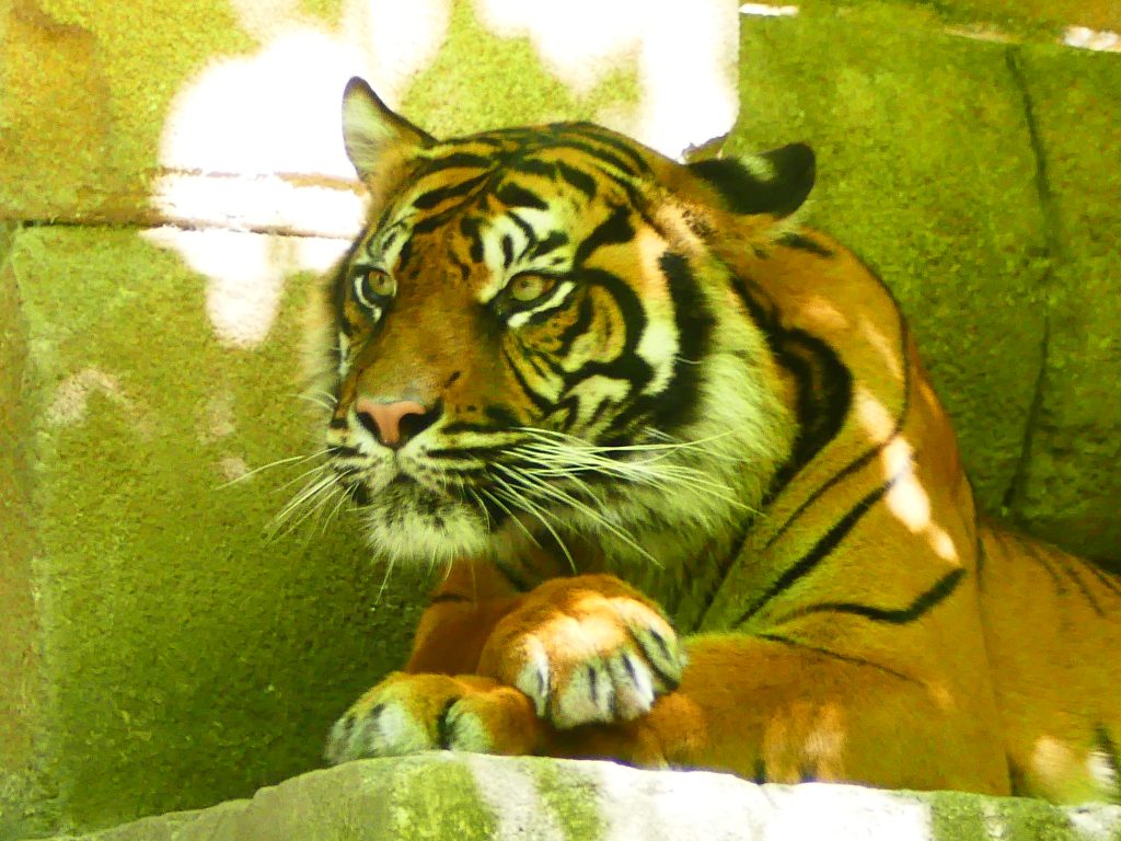 P1010066