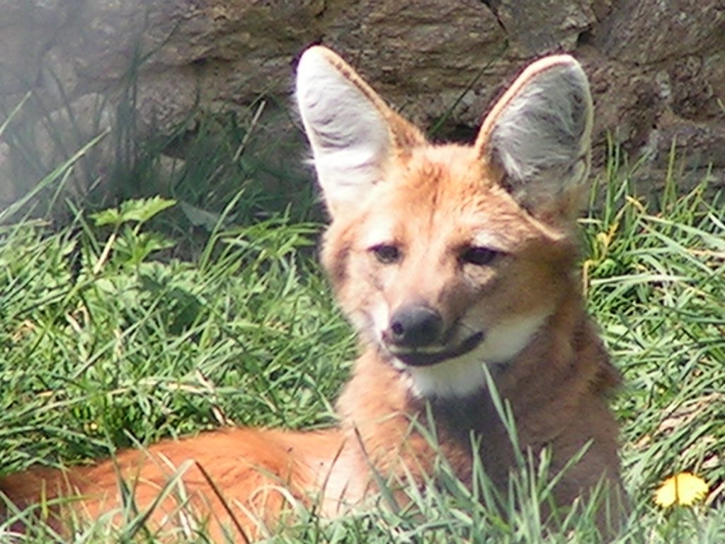 REYNOUAVRIL07 010