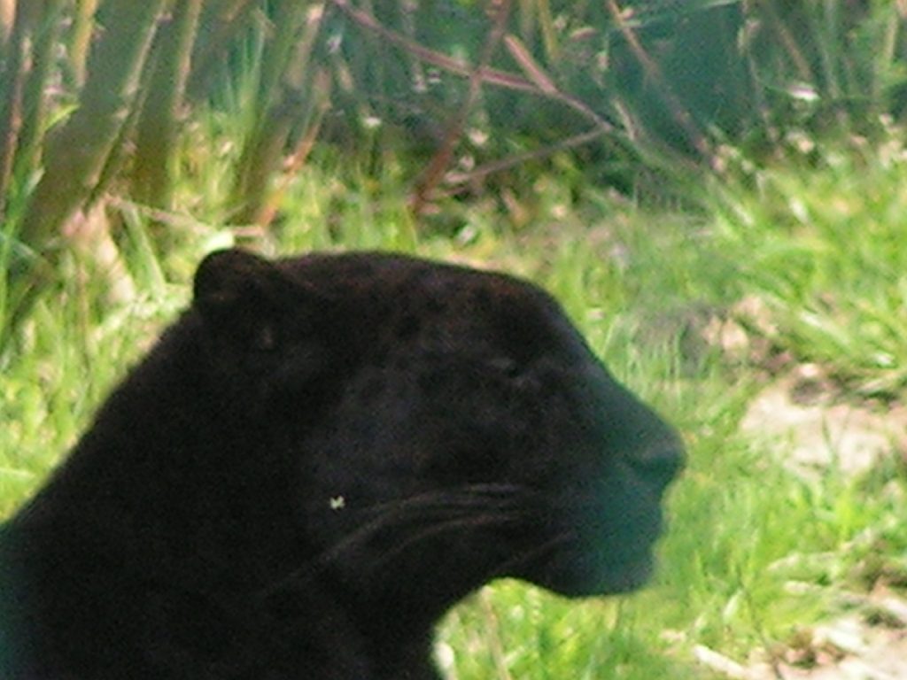 REYNOUAVRIL07 012