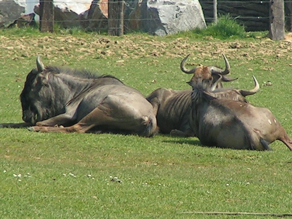 REYNOUAVRIL07 015