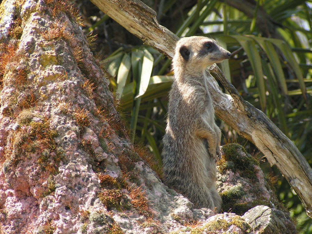 REYNOUAVRIL07 040