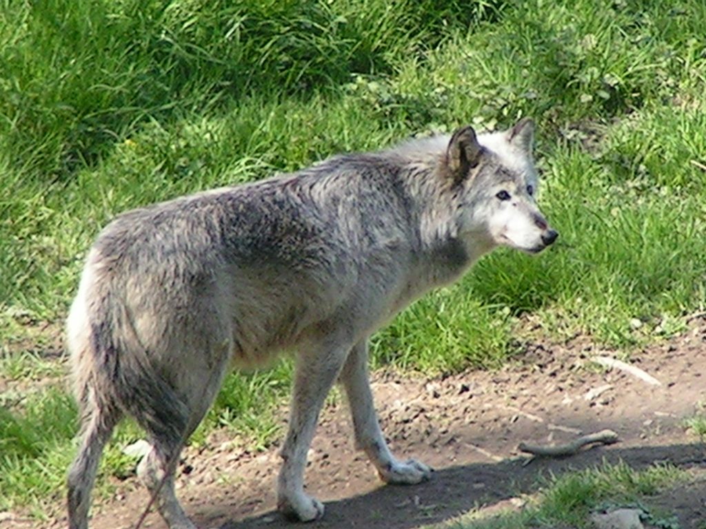 REYNOUAVRIL07 050