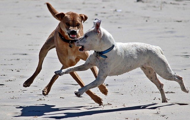 dogs 1345211 640