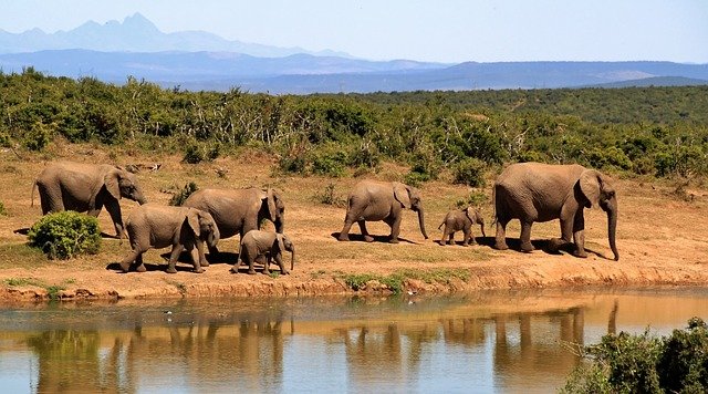 elephants 279505 640