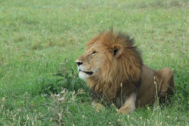 lion 1421195 640 1