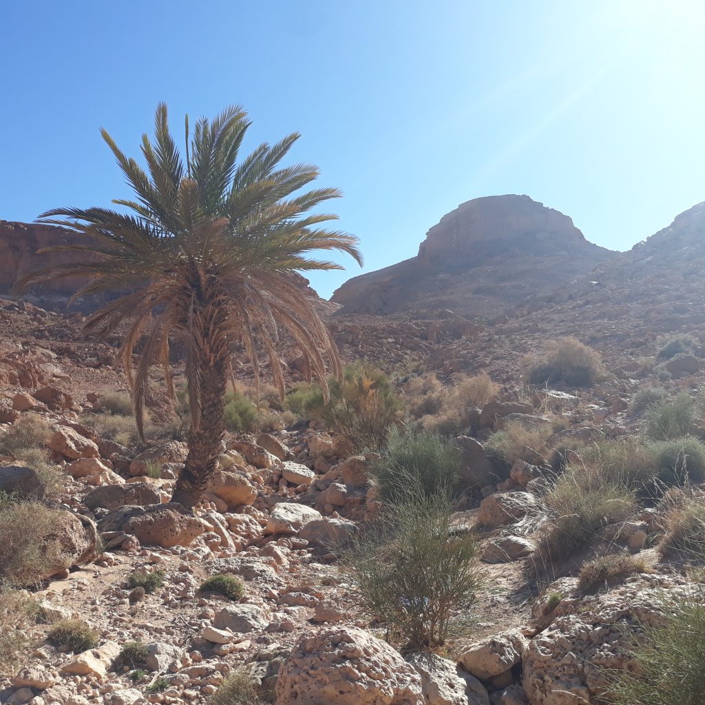 maroc 242 Copie