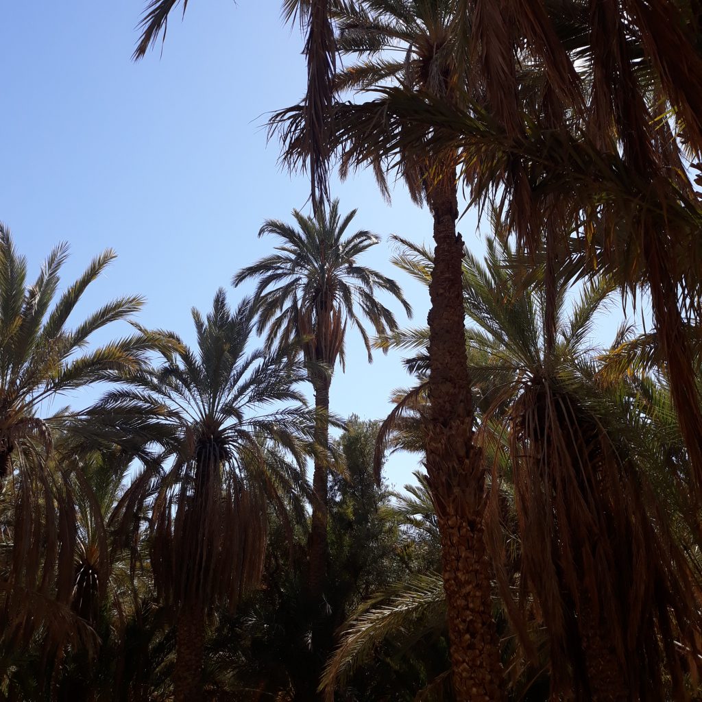 maroc 352 Copie