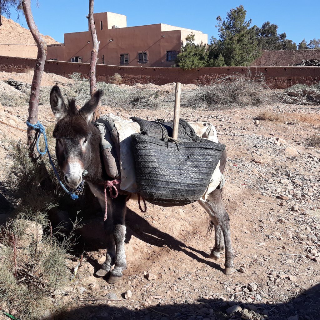 maroc 405