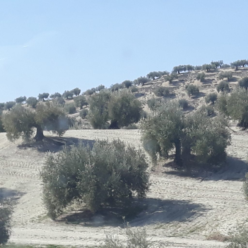 maroc 51