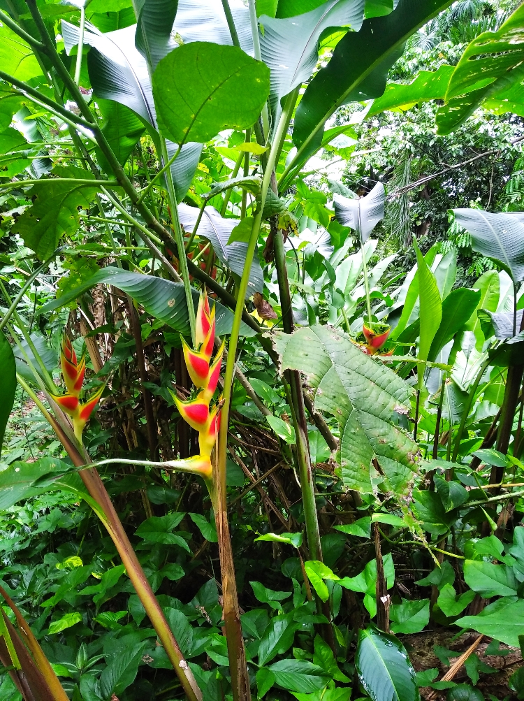 LAS TERRANAS 20