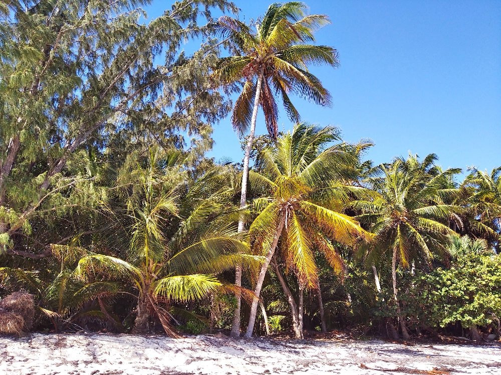 PUNTA CANA 8 1